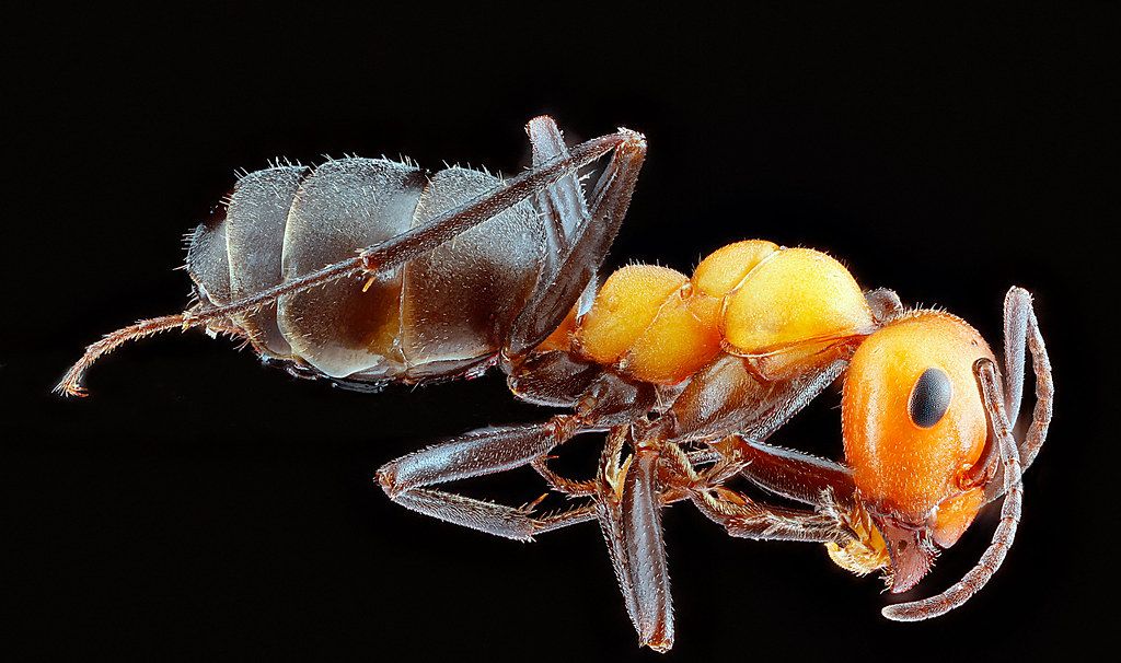 Ant Control service in Gainesville, FL