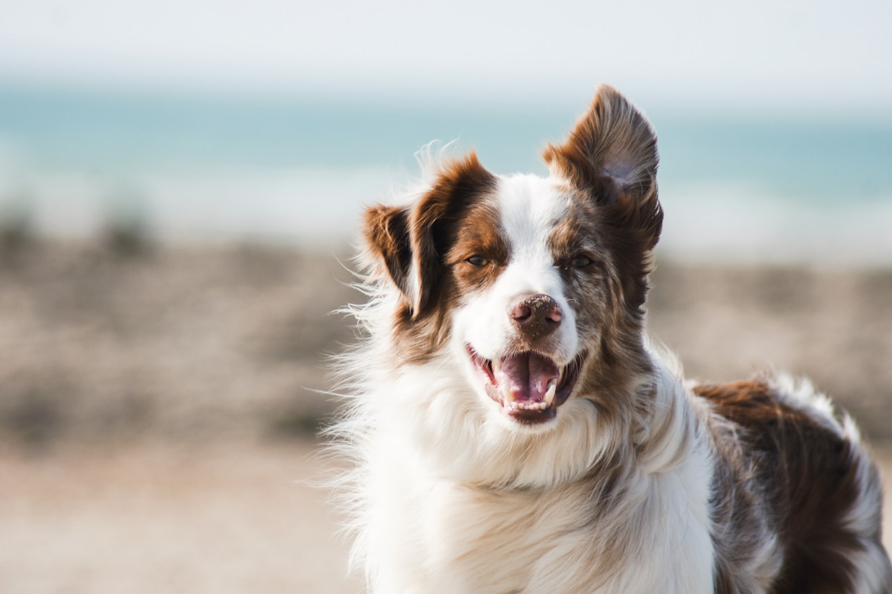 Flea & Tick Control service in Gainesville, FL