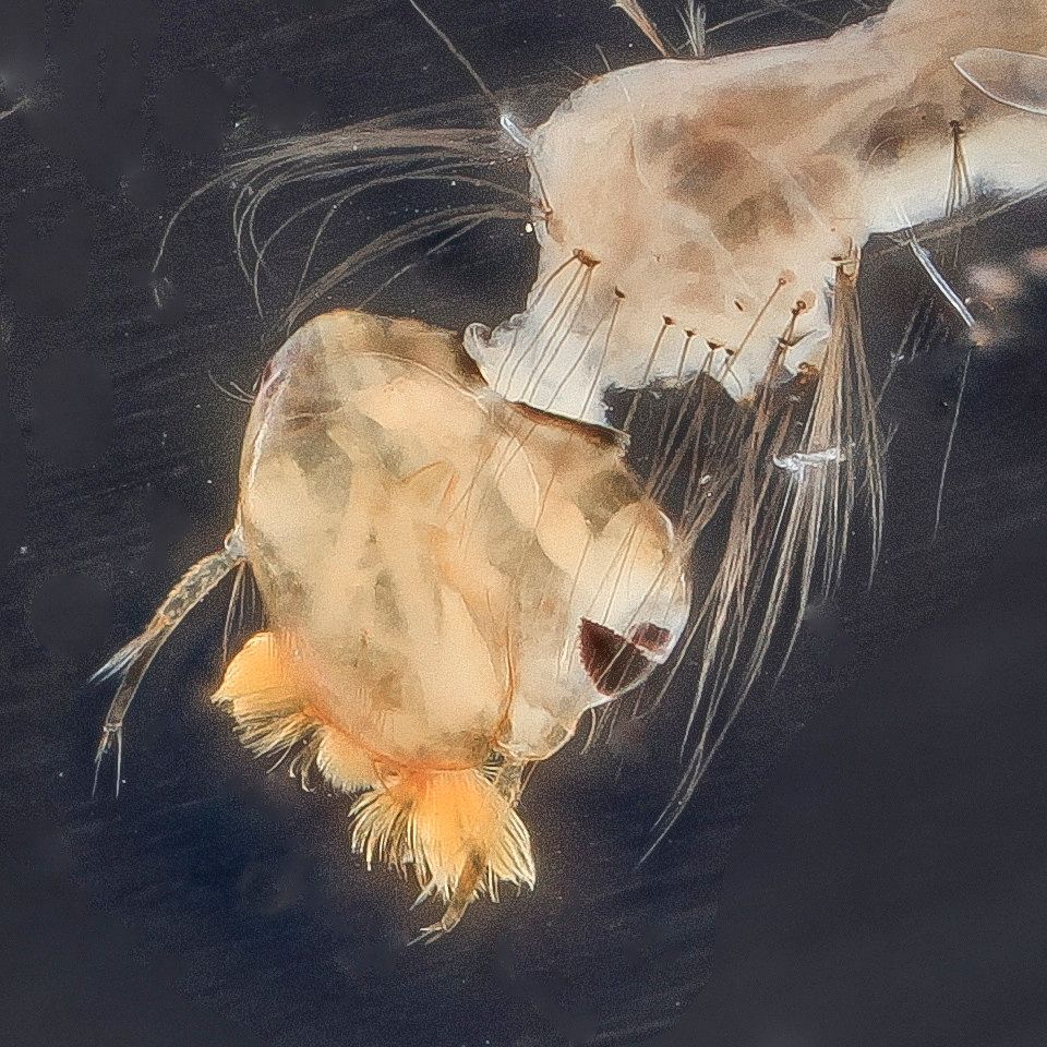 Mosquito Control service in Gainesville, FL