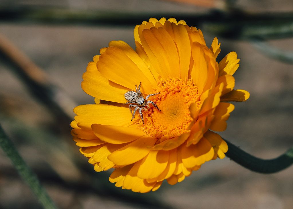 Spider Control service in Gainesville, FL